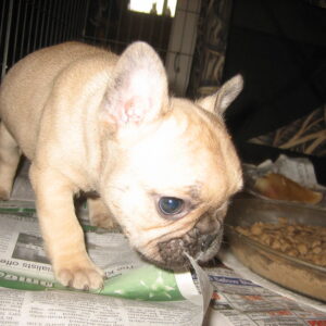 11-Week-Old Male French Bulldog Brandy | Adorable Frenchie Puppy for Sale