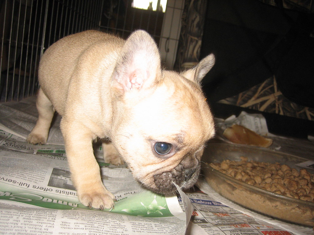 11-week-old male French Bulldog Brandy