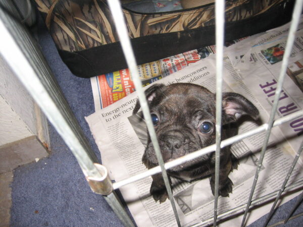 Winston Male 11 Weeks Old French Bulldog | Adorable Frenchie Puppy For Sale - Image 6