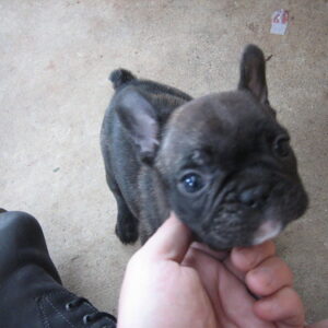Areil Female 11 Weeks Old French Bulldog | Adorable Frenchie Puppy for Sale