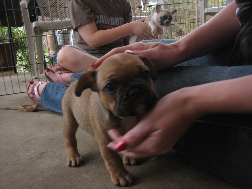 Our Breeding Process Puppies