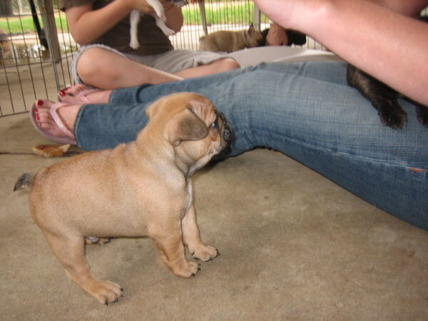 11-Week-Old Male French Bulldog Brandy | Adorable Frenchie Puppy for Sale - Image 7