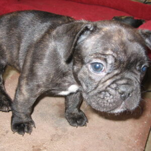 Areil Female 11 Weeks Old French Bulldog | Adorable Frenchie Puppy for Sale