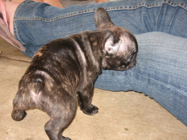 Winston Male 11 Weeks Old French Bulldog | Adorable Frenchie Puppy For Sale - Image 5