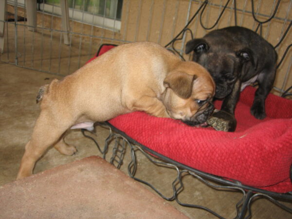 11-Week-Old Male French Bulldog Brandy | Adorable Frenchie Puppy for Sale - Image 5