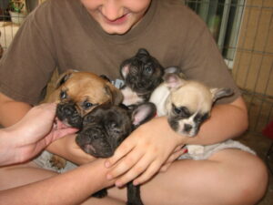 French Bulldog adoption process at Jessica’s