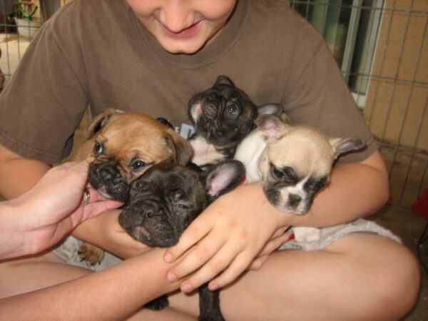 French Bulldog adoption process at Jessica’s