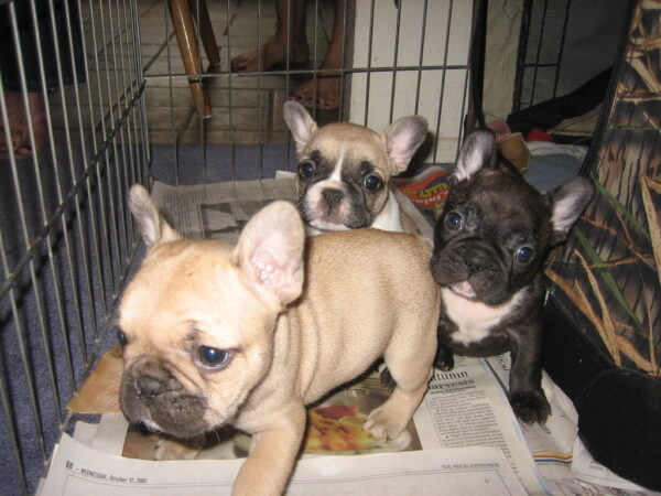 Areil Female 11 Weeks Old French Bulldog | Adorable Frenchie Puppy for Sale - Image 4