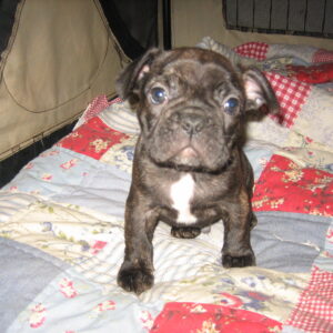 Winston Male 11 Weeks Old French Bulldog | Adorable Frenchie Puppy For Sale