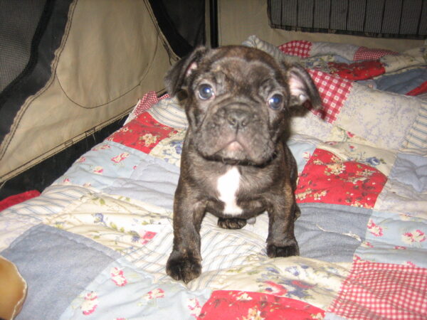 Winston male 11 weeks old French Bulldog