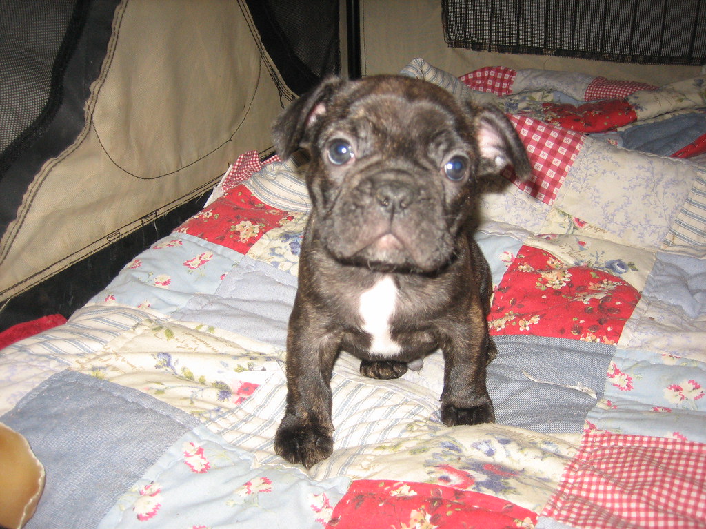 Winston male 11 weeks old French Bulldog