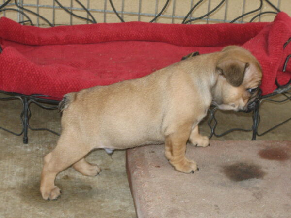 11-Week-Old Male French Bulldog Brandy | Adorable Frenchie Puppy for Sale - Image 2
