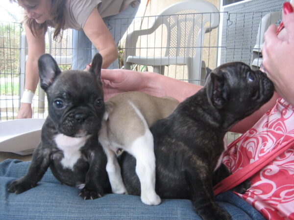 Areil Female 11 Weeks Old French Bulldog | Adorable Frenchie Puppy for Sale - Image 5