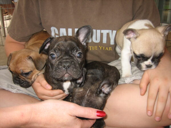 Winston Male 11 Weeks Old French Bulldog | Adorable Frenchie Puppy For Sale - Image 4