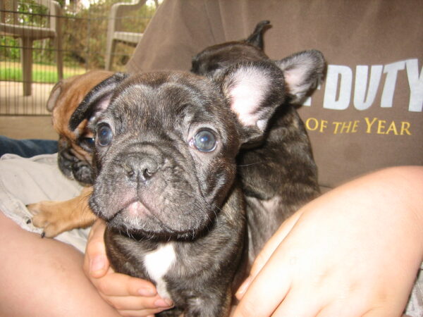Winston Male 11 Weeks Old French Bulldog | Adorable Frenchie Puppy For Sale - Image 3
