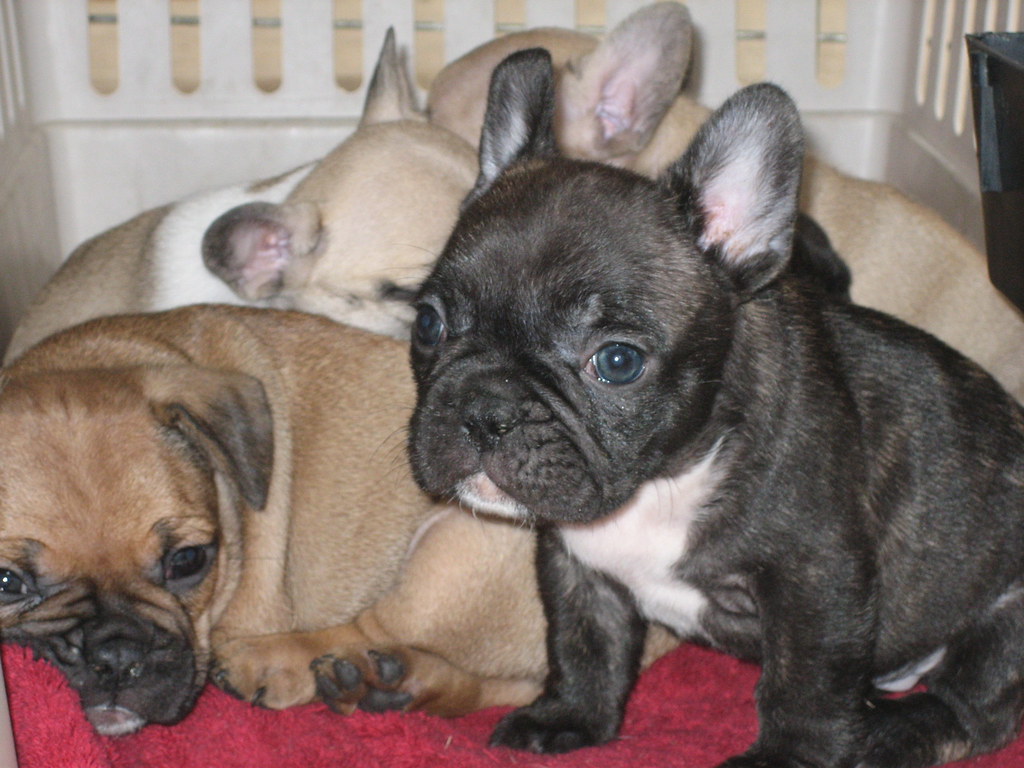 Jessica French Bulldog for Adoption and Rehoming