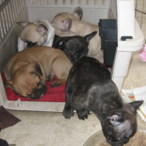 Winston Male 11 Weeks Old French Bulldog | Adorable Frenchie Puppy For Sale