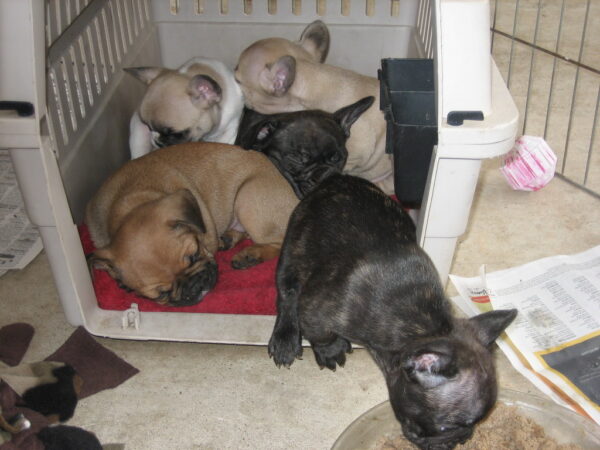 Winston Male 11 Weeks Old French Bulldog | Adorable Frenchie Puppy For Sale - Image 2