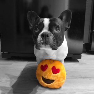 French Bulldog adoption process at Jessica’s