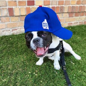Jessica French Bulldog enjoying outdoor time as part of her health and care routine