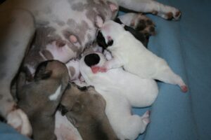 Available Puppies from Our Breeder, Healthy and Playful