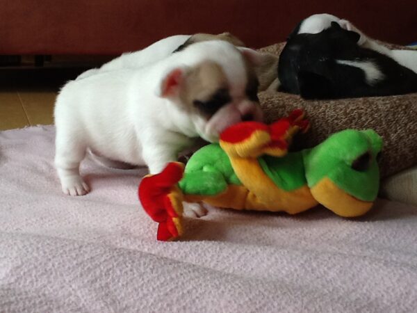 Pierre Male 6 Weeks Old French Bulldog – Find Your Perfect Puppy Today - Image 8