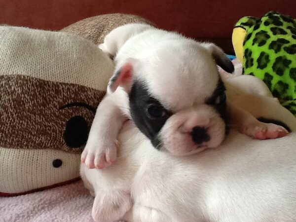 Hugo Male 6 Weeks Old French Bulldog – Adorable Frenchie Puppy for Sale - Image 4
