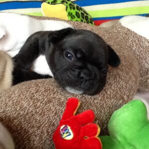 Rocky Male 6 Weeks Old French Bulldog – Adorable Frenchie Puppy for Sale
