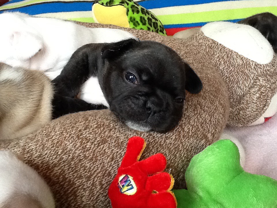 Rocky male 6 weeks old French Bulldog