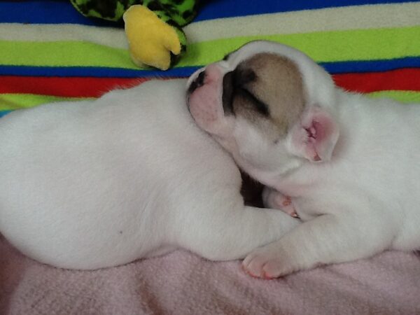 Pierre Male 6 Weeks Old French Bulldog – Find Your Perfect Puppy Today - Image 7