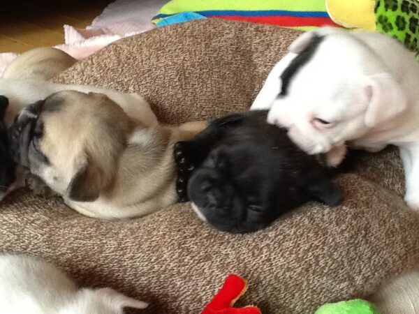 Rocky Male 6 Weeks Old French Bulldog – Adorable Frenchie Puppy for Sale - Image 3