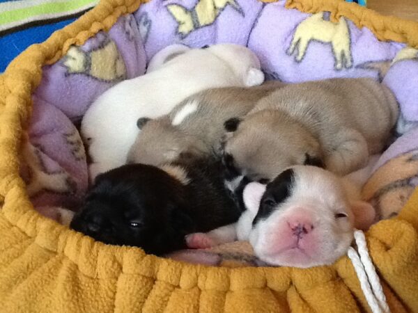 Rocky Male 6 Weeks Old French Bulldog – Adorable Frenchie Puppy for Sale - Image 4