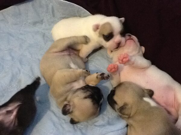 Pierre Male 6 Weeks Old French Bulldog – Find Your Perfect Puppy Today - Image 6