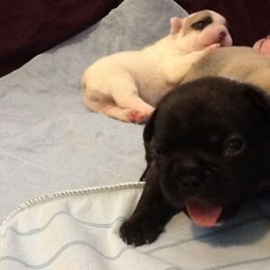 Rocky Male 6 Weeks Old French Bulldog – Adorable Frenchie Puppy for Sale