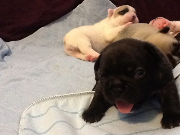 Rocky Male 6 Weeks Old French Bulldog – Adorable Frenchie Puppy for Sale - Image 2