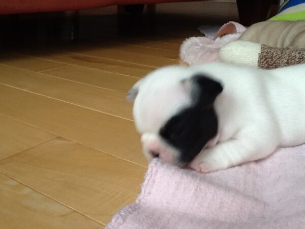 Hugo Male 6 Weeks Old French Bulldog – Adorable Frenchie Puppy for Sale - Image 3