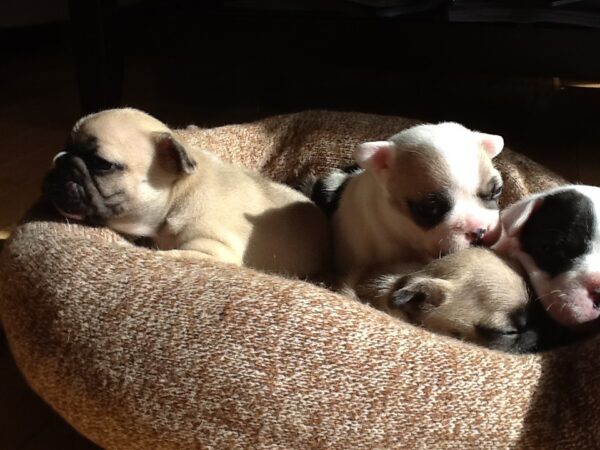 Pierre Male 6 Weeks Old French Bulldog – Find Your Perfect Puppy Today - Image 5