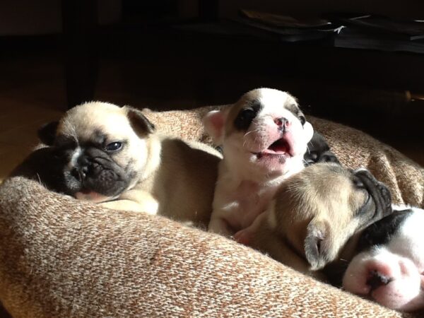 Pierre Male 6 Weeks Old French Bulldog – Find Your Perfect Puppy Today - Image 4