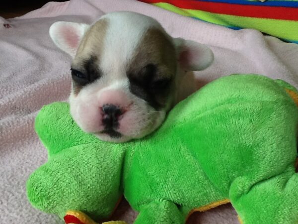 Pierre Male 6 Weeks Old French Bulldog – Find Your Perfect Puppy Today - Image 3