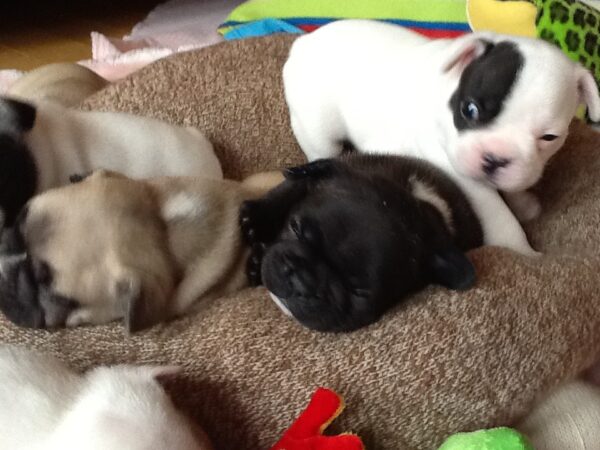 Rocky Male 6 Weeks Old French Bulldog – Adorable Frenchie Puppy for Sale - Image 5