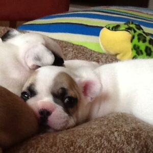 Pierre Male 6 Weeks Old French Bulldog – Find Your Perfect Puppy Today