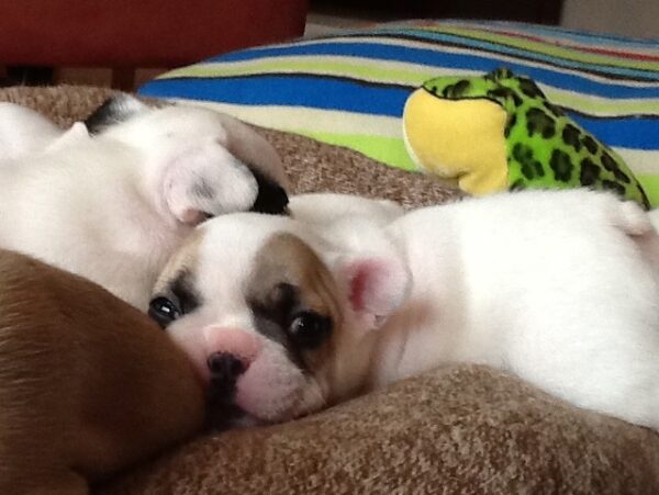 Pierre Male 6 Weeks Old French Bulldog – Find Your Perfect Puppy Today - Image 2