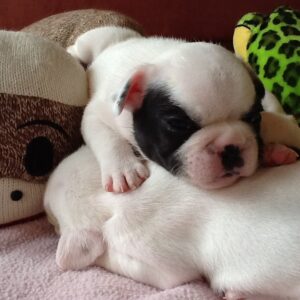 Hugo Male 6 Weeks Old French Bulldog – Adorable Frenchie Puppy for Sale