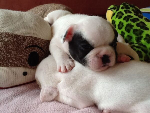 Hugo Male 6 Weeks Old French Bulldog – Adorable Frenchie Puppy for Sale - Image 2