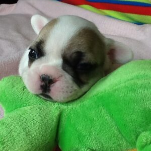 Pierre Male 6 Weeks Old French Bulldog – Find Your Perfect Puppy Today
