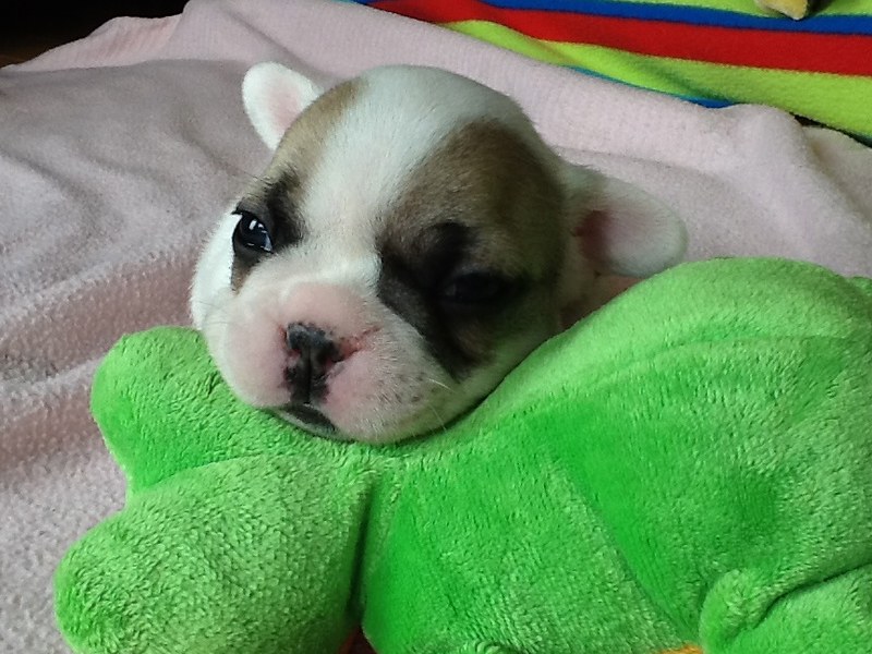 Pierre male 6 weeks old French Bulldog