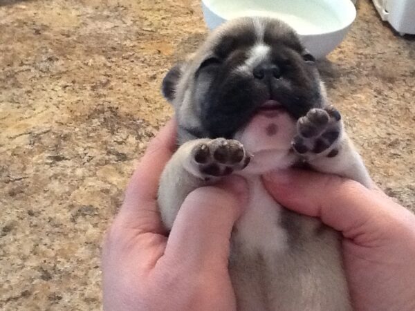 Chloe Female 6 Weeks Old French Bulldog – Adorable Frenchie Puppy for Sale - Image 8