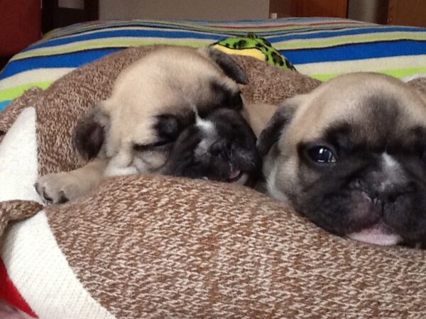 Chloe Female 6 Weeks Old French Bulldog – Adorable Frenchie Puppy for Sale - Image 7