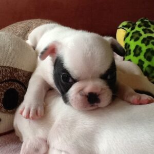Hugo Male 6 Weeks Old French Bulldog – Adorable Frenchie Puppy for Sale