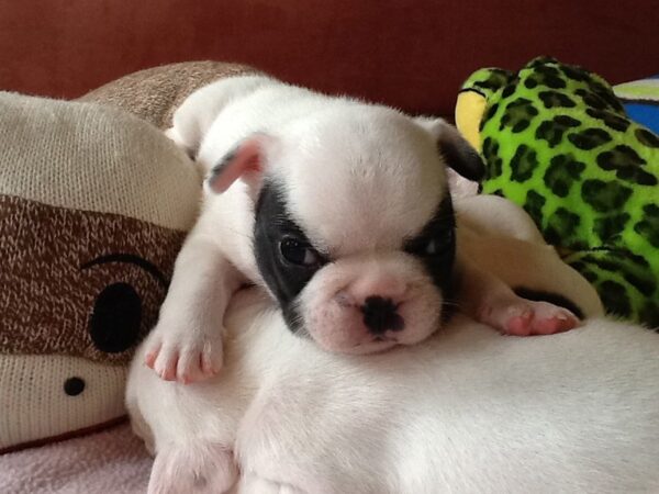 Hugo male 6 weeks old French Bulldog